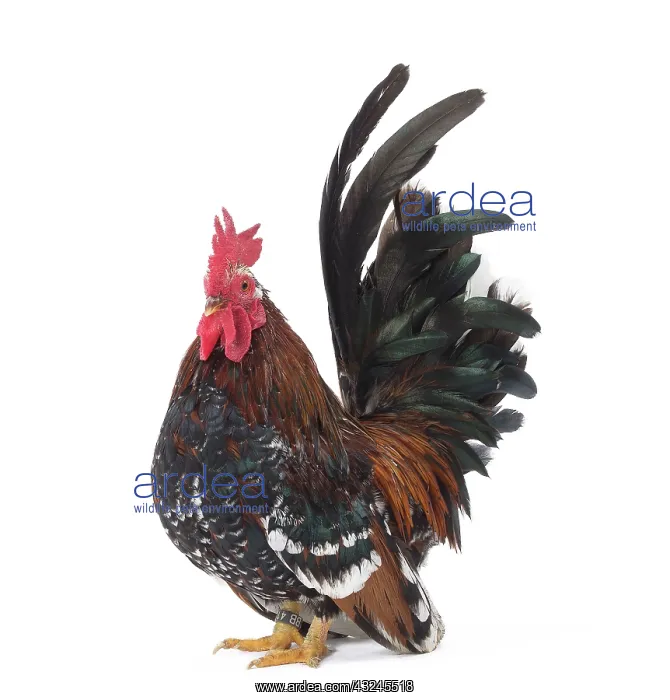 : Chabo / Japanese bantam Chicken Cockerel / Rooster : Chabo / Japanese bantam Chicken Cockerel / Rooster