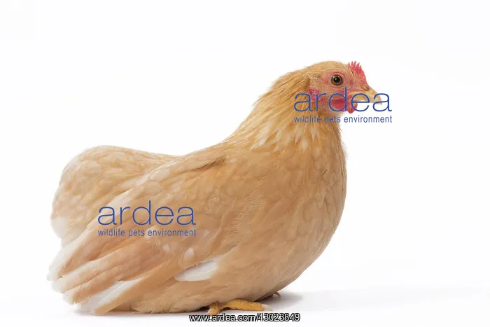 : Chabo / Japanese bantam Chicken fawn without tail : Chabo / Japanese bantam Chicken fawn without tail