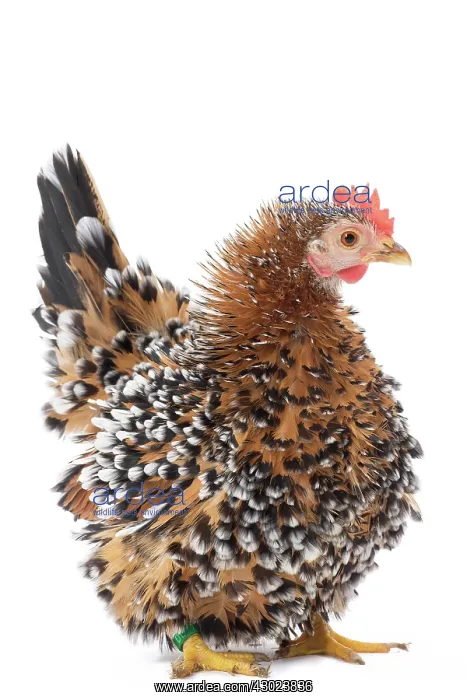 : Chabo / Japanese bantam Chicken hen frizzle-feathered : Chabo / Japanese bantam Chicken hen frizzle-feathered