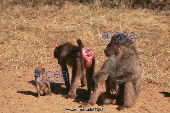: CHACHA BABOON - Female offers herself to male : CHACHA BABOON - Female offers herself to male