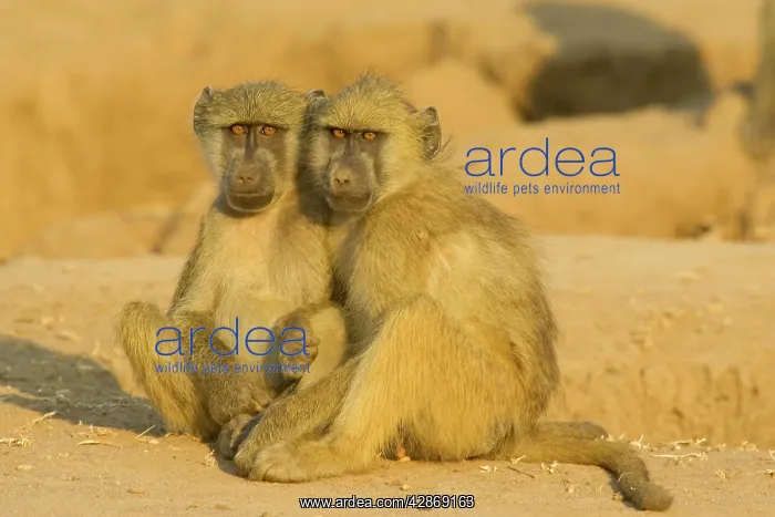: Chacma Baboon - 2 subadults in the light of the : Chacma Baboon - 2 subadults in the light of the