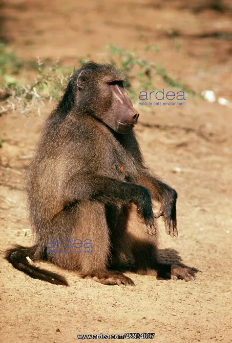 : Chacma Baboon : Chacma Baboon
