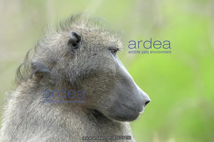 : Chacma Baboon : Chacma Baboon