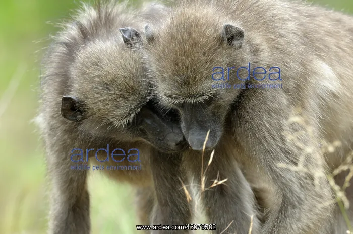 : Chacma Baboon : Chacma Baboon