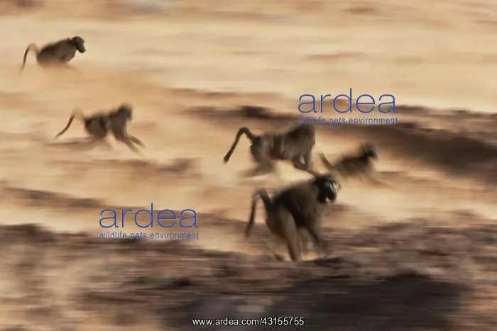 : Chacma Baboon : Chacma Baboon