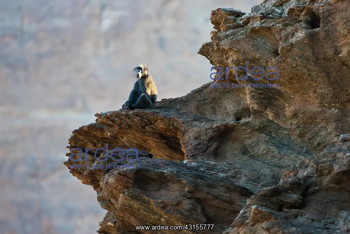 : Chacma Baboon : Chacma Baboon