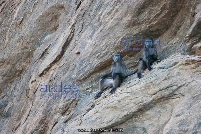  : Chacma Baboon