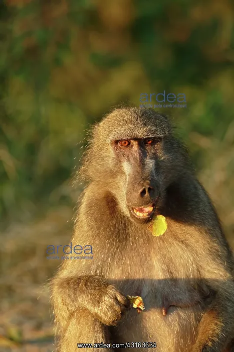 : Chacma Baboon : Chacma Baboon