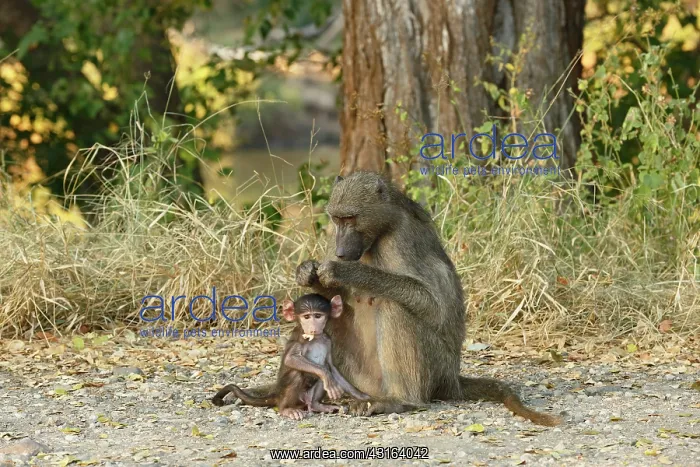 : Chacma Baboon : Chacma Baboon