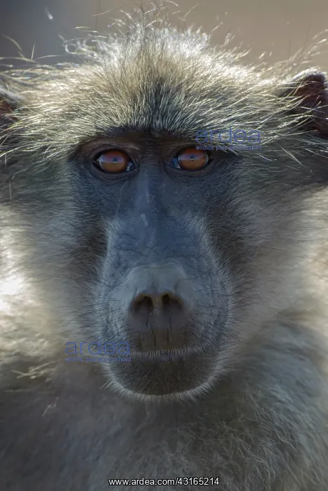  : Chacma Baboon