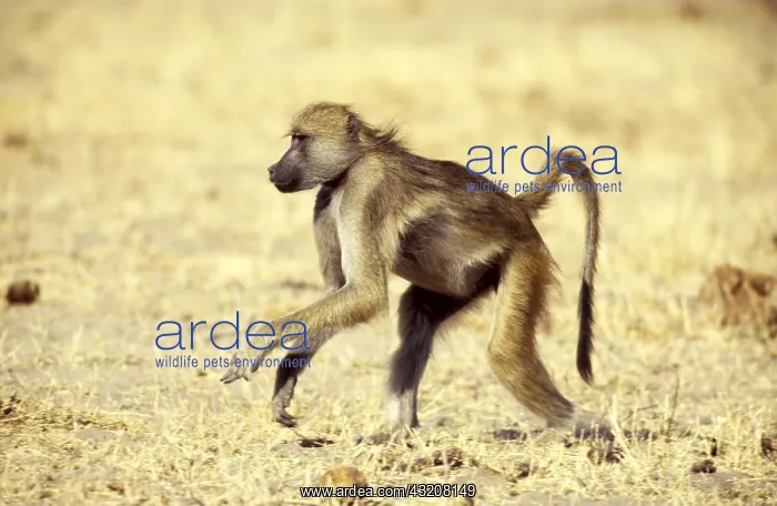 : CHACMA BABOON : CHACMA BABOON