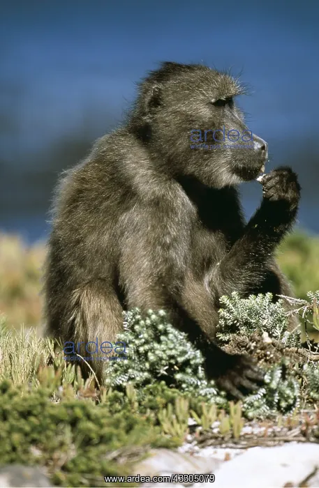 : Chacma Baboon : Chacma Baboon