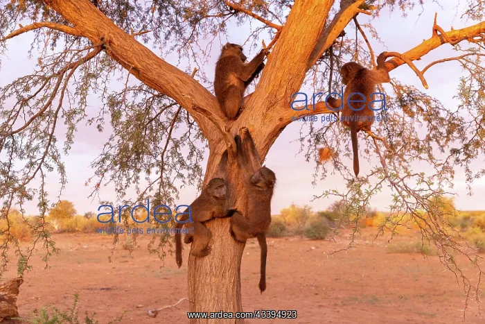: CHACMA BABOON : CHACMA BABOON