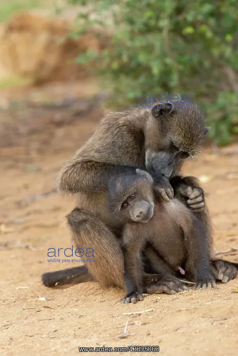 : CHACMA BABOON : CHACMA BABOON