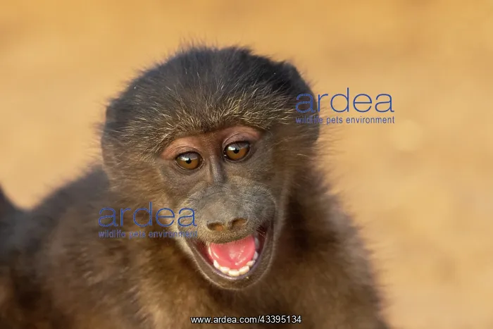 : CHACMA BABOON : CHACMA BABOON
