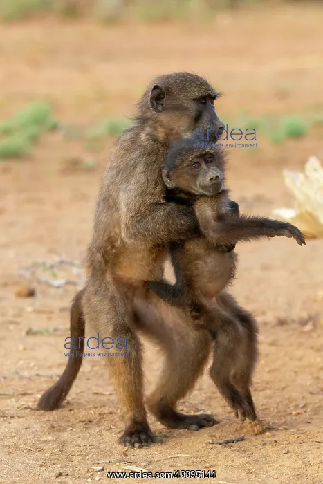 : CHACMA BABOON : CHACMA BABOON