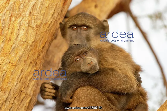 : CHACMA BABOON : CHACMA BABOON