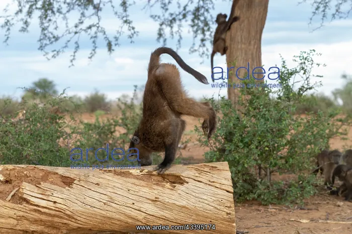  : CHACMA BABOON