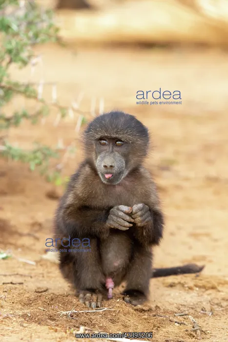 : CHACMA BABOON : CHACMA BABOON