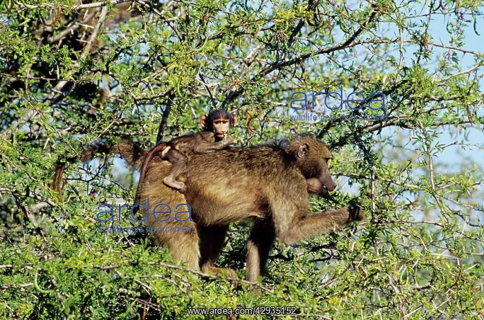 : Chacma BABOON - adult with baby on back feeding : Chacma BABOON - adult with baby on back feeding