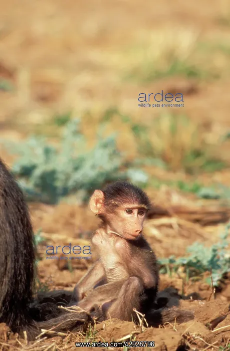 : Chacma BABOON - baby : Chacma BABOON - baby