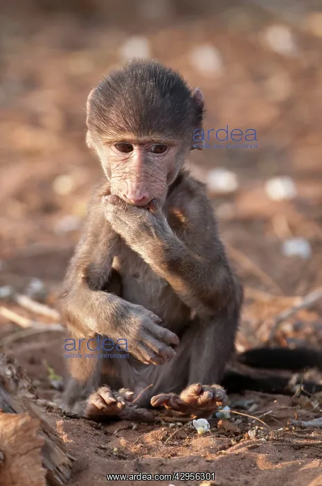  : Chacma Baboon - baby sitting with hand in mouth
