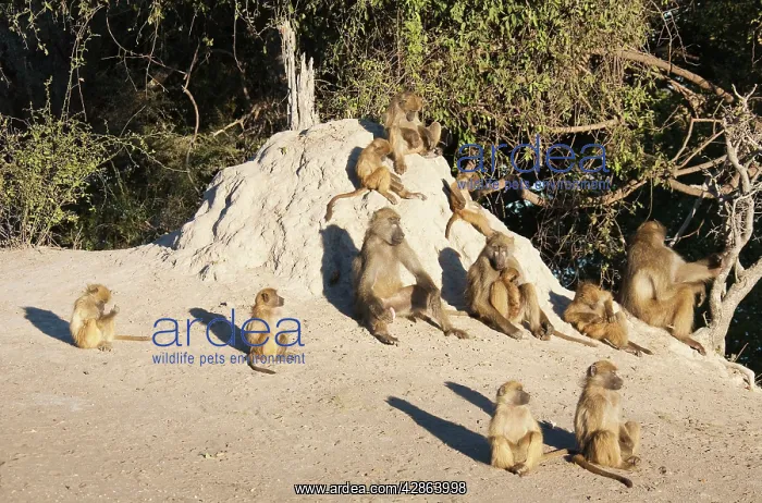 : Chacma Baboon - basking at a termite hill in the : Chacma Baboon - basking at a termite hill in the