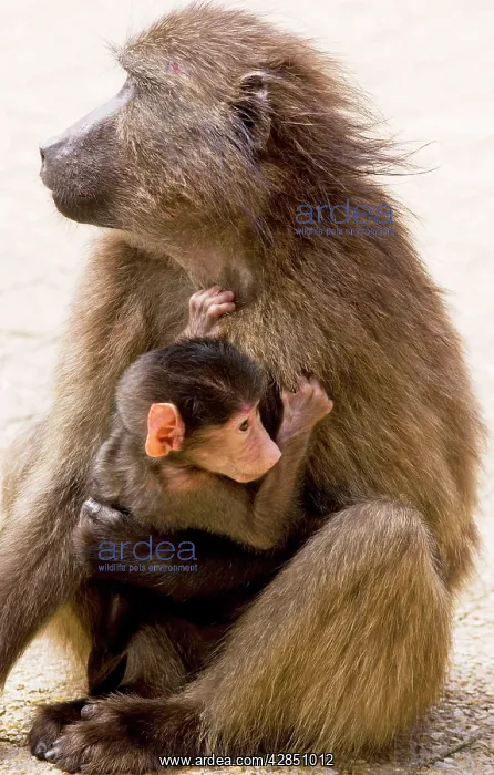 : Chacma Baboon / Cape Baboon - mother with young : Chacma Baboon / Cape Baboon - mother with young