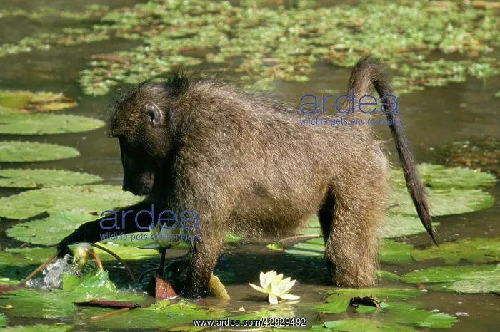 : Chacma Baboon - Feeding on water lilies : Chacma Baboon - Feeding on water lilies