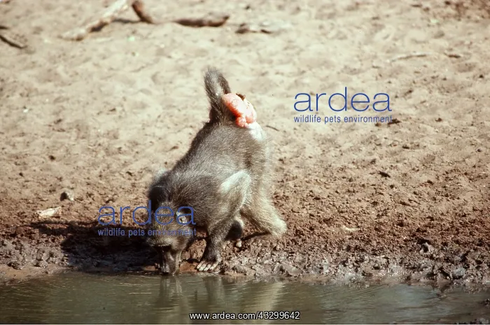 : CHACMA BABOON - Female in Oestris : CHACMA BABOON - Female in Oestris