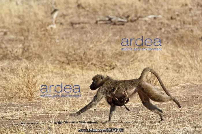 : Chacma Baboon - female running with baby clinging to breast : Chacma Baboon - female running with baby clinging to breast