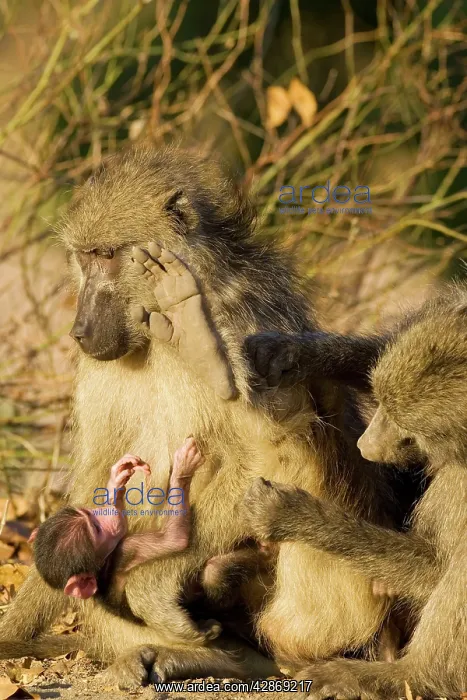 : Chacma Baboon - Female with young is being groomed : Chacma Baboon - Female with young is being groomed
