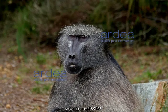 : Chacma Baboon male 0557 : Chacma Baboon male 0557