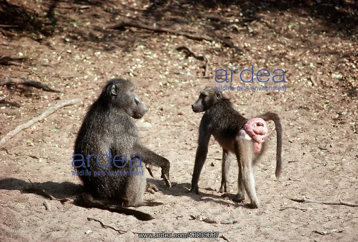 : CHACMA BABOON - In oestrus showing pink bottom : CHACMA BABOON - In oestrus showing pink bottom