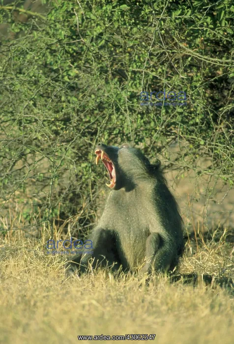 : Chacma Baboon, (Papio cyanocephalus), Botswana : Chacma Baboon, (Papio cyanocephalus), Botswana
