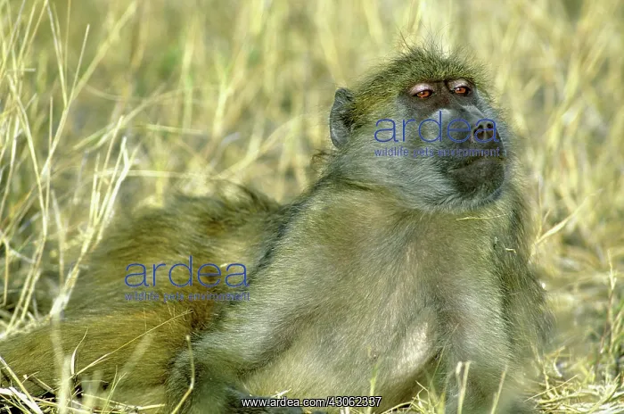 : Chacma Baboon, (Papio cyanocephalus), laying : Chacma Baboon, (Papio cyanocephalus), laying