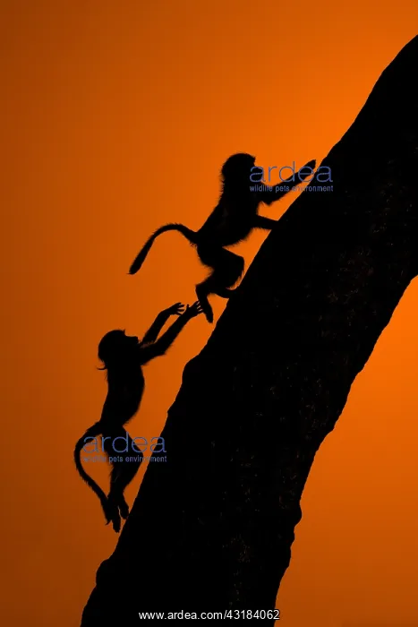  : Chacma baboon (Papio hamadryas ursinus) Young playing