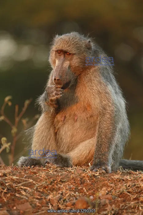 : Chacma Baboon (Papio ursinus) adult in late aft : Chacma Baboon (Papio ursinus) adult in late aft
