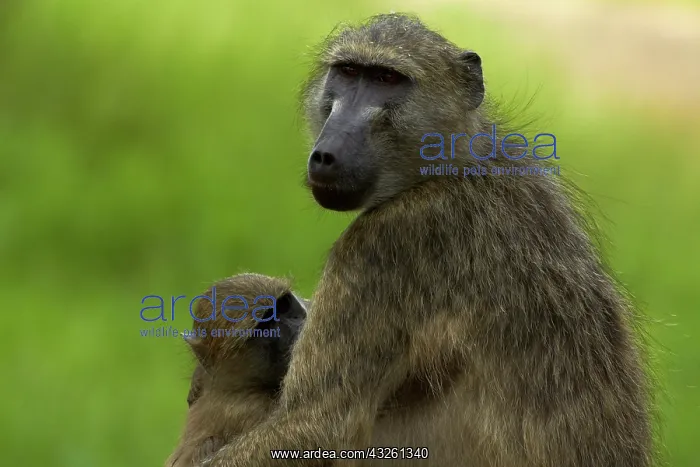 : Chacma baboon (Papio ursinus) and baby : Chacma baboon (Papio ursinus) and baby