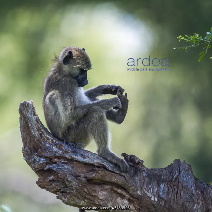 : Chacma baboon (Papio ursinus) in Kruger National : Chacma baboon (Papio ursinus) in Kruger National