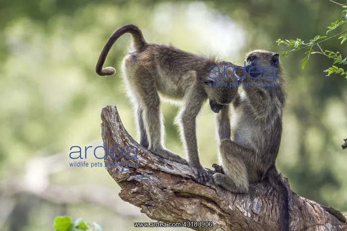 : Chacma baboon (Papio ursinus) in Kruger National : Chacma baboon (Papio ursinus) in Kruger National