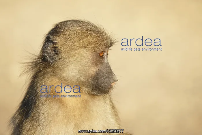 : Chacma Baboon (Papio ursinus) young, communicat : Chacma Baboon (Papio ursinus) young, communicat