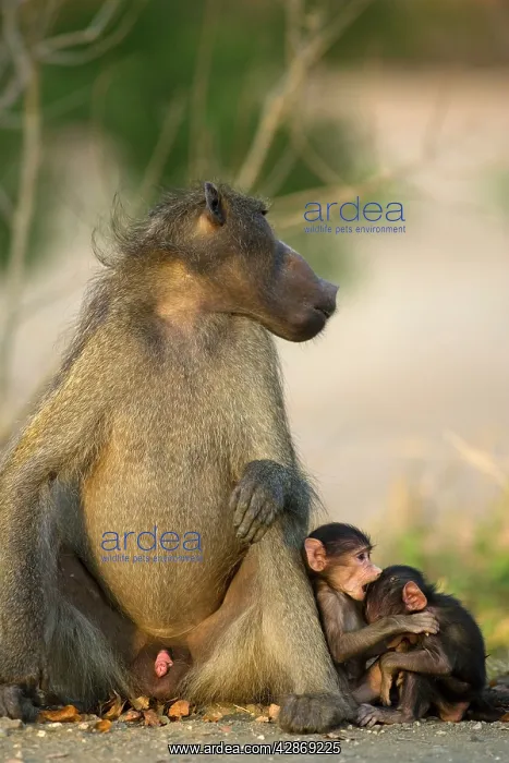 : Chacma Baboon - Resting male and two playful youngsters : Chacma Baboon - Resting male and two playful youngsters