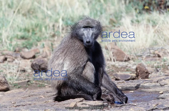 : CHACMA BABOON - sitting : CHACMA BABOON - sitting