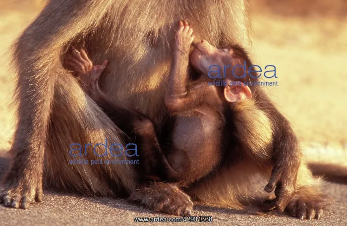 : Chacma Baboon - suckling baby : Chacma Baboon - suckling baby