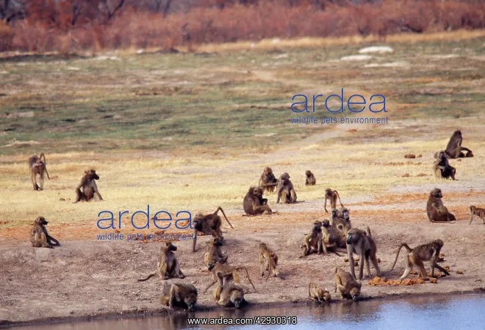 : Chacma Baboon - Troop drinking & resting : Chacma Baboon - Troop drinking & resting