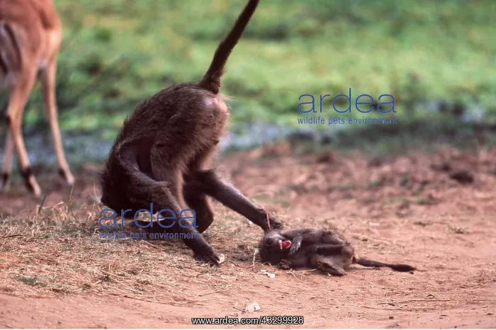 : CHACMA BABOON - Young baboon bullies baby baboon : CHACMA BABOON - Young baboon bullies baby baboon