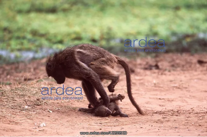  : CHACMA BABOON - Young baboon bullies baby baboon