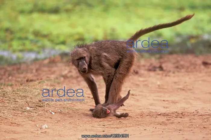  : Chacma Baboon - Young bullies baby
