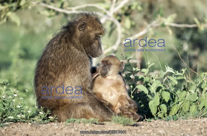: CHACMA BABOONS - Female with suckling young : CHACMA BABOONS - Female with suckling young